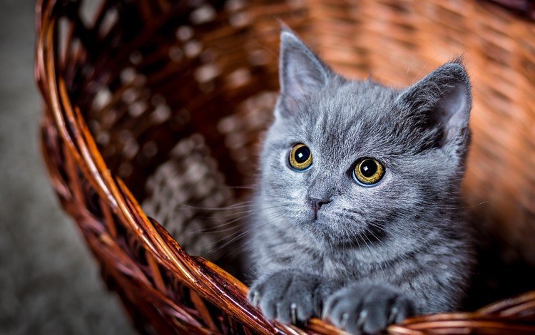 глаза, усы, кошка, взгляд, котенок, серый, корзинка, к, eyes, mustache, cat, look, kitty, grey, basket, to