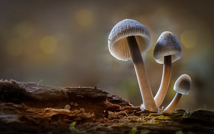 лес, осень, грибы, гриб, боке, sophiaspurgin, forest, autumn, mushrooms, mushroom, bokeh