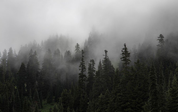 деревья, природа, лес, туман, ели, trees, nature, forest, fog, ate