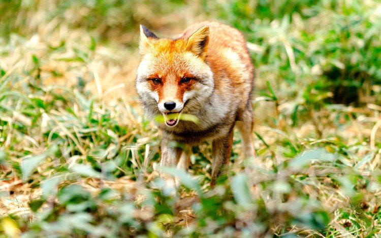 глаза, морда, трава, взгляд, лиса, лисица, животное, eyes, face, grass, look, fox, animal