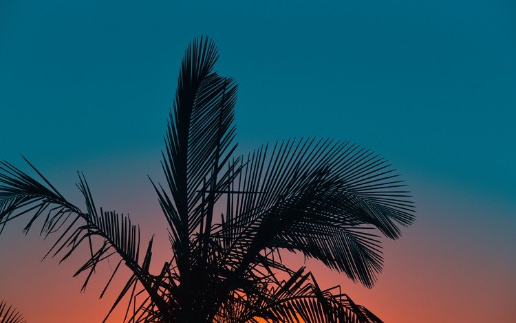 небо, вечер, листья, закат, фон, пальма, the sky, the evening, leaves, sunset, background, palma