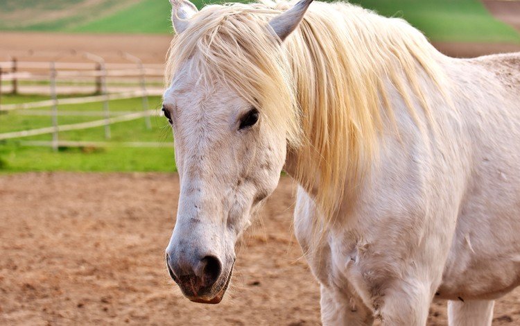 глаза, морда, лошадь, взгляд, конь, грива, белая, eyes, face, horse, look, mane, white