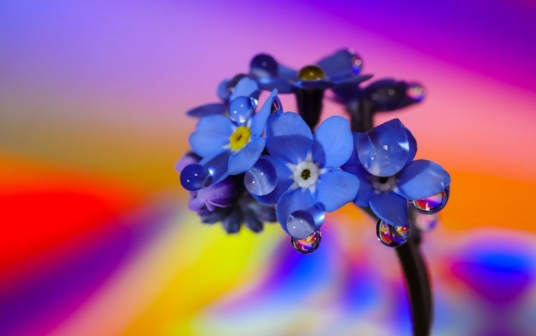 макро, фон, цветок, цвет, капли воды, незабудка, macro, background, flower, color, water drops, forget-me-not