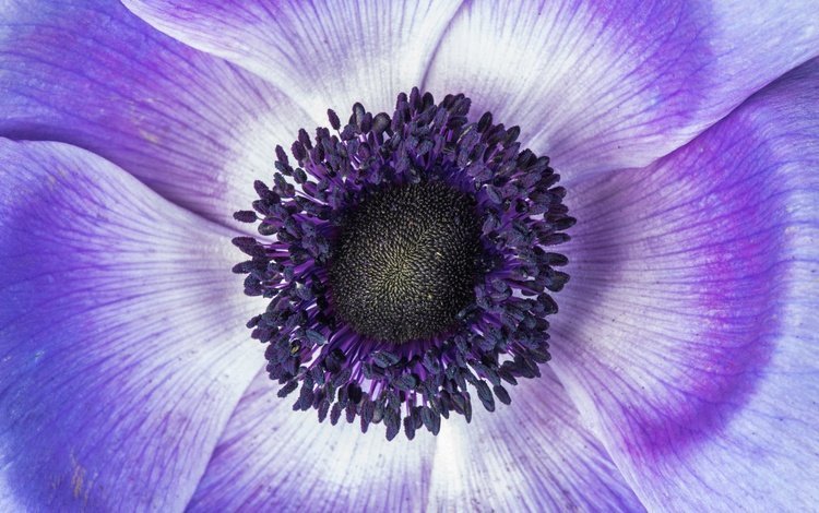 макро, цветок, лепестки, фиолетовый, анемон, macro, flower, petals, purple, anemone