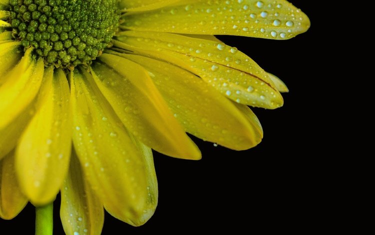 желтый, макро, цветок, капли, лепестки, черный фон, yellow, macro, flower, drops, petals, black background