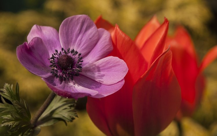 цветы, макро, лепестки, тюльпан, анемона, flowers, macro, petals, tulip, anemone