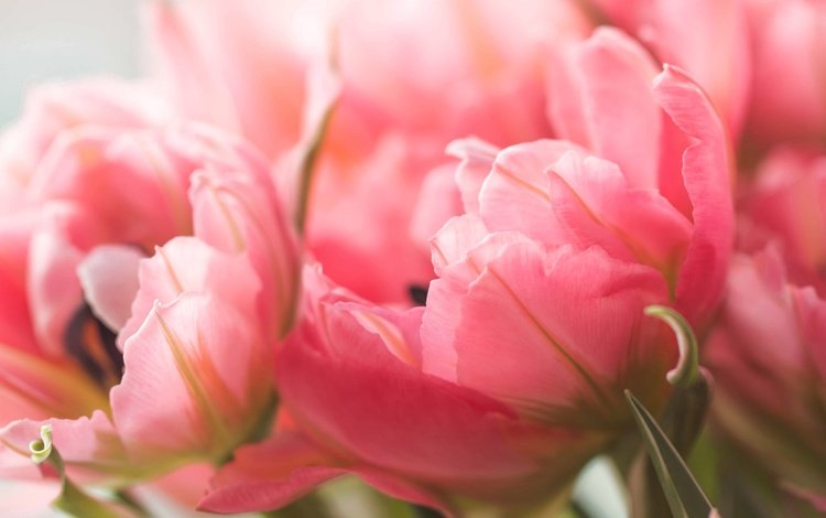 цветы, макро, лепестки, тюльпаны, розовые, flowers, macro, petals, tulips, pink