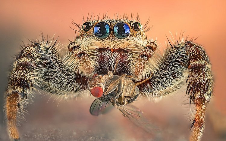 макро, паук-скакунчик, насекомое, джампер, фон, паук, муха, добыча, глазки, волосатый, macro, spider-skakuny, insect, jumper, background, spider, fly, mining, eyes, hairy