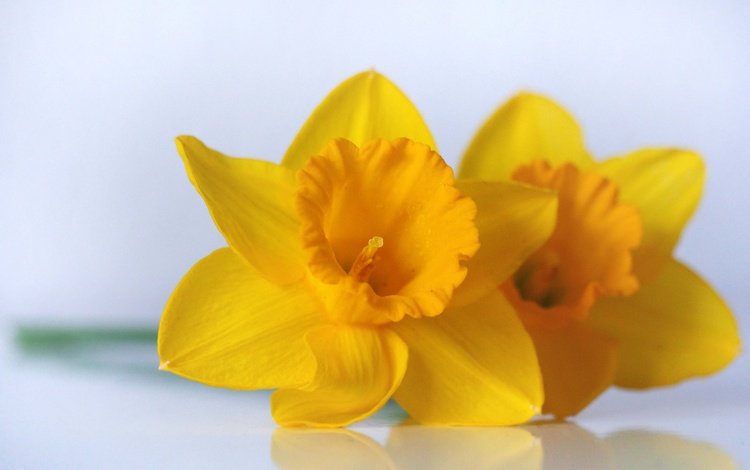 цветы, макро, нарциссы, желтые, дуэт, flowers, macro, daffodils, yellow, duo