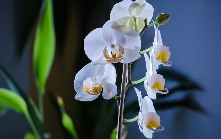 цветы, макро, фон, белые, орхидея, фаленопсис, фалинопсис, flowers, macro, background, white, orchid, phalaenopsis, falinopsis