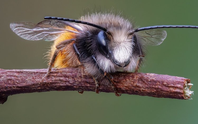 ветка, макро, насекомое, усы, крылья, пчела, мегахилида, branch, macro, insect, mustache, wings, bee, megachilid