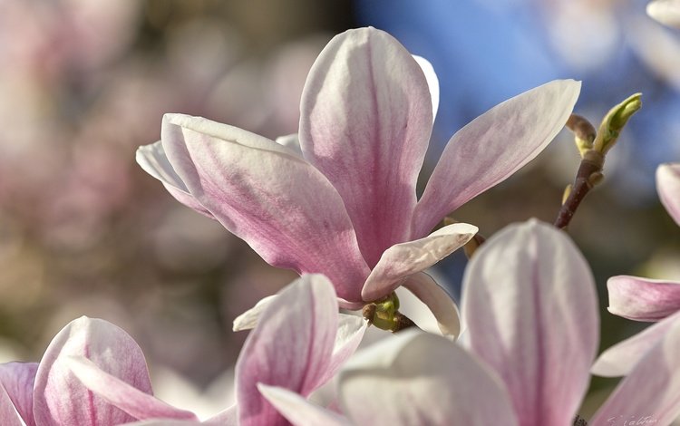 цветение, макро, весна, магнолия, flowering, macro, spring, magnolia