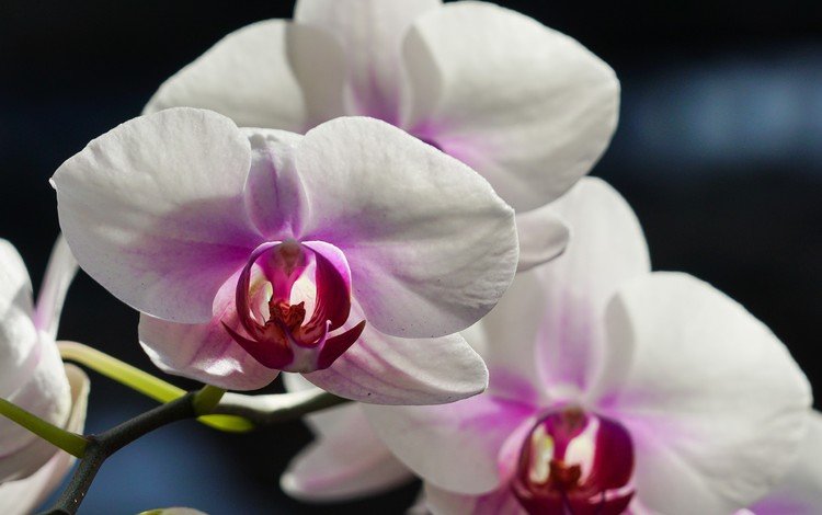 цветы, макро, орхидея, белая орхидея, flowers, macro, orchid, white orchid
