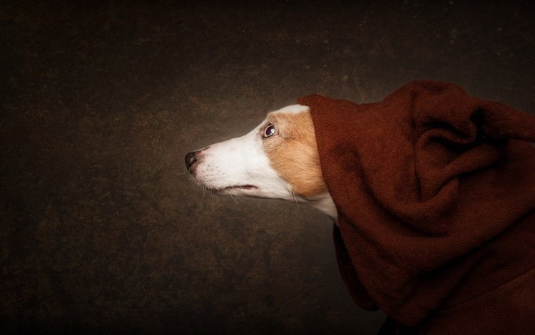 морда, фон, собака, профиль, нос, покрывало, face, background, dog, profile, nose, blanket