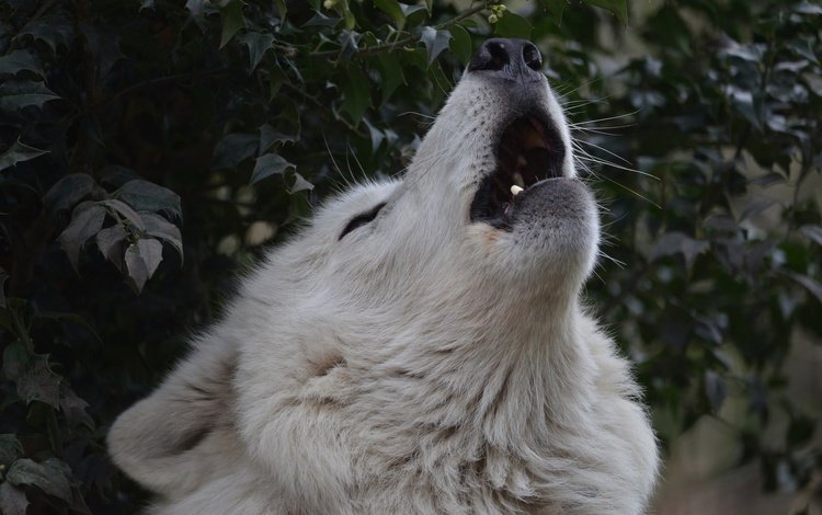 морда, природа, хищник, волк, вой, волчья песня, гудзонский волк, face, nature, predator, wolf, howl, wolf song, wolf hudson