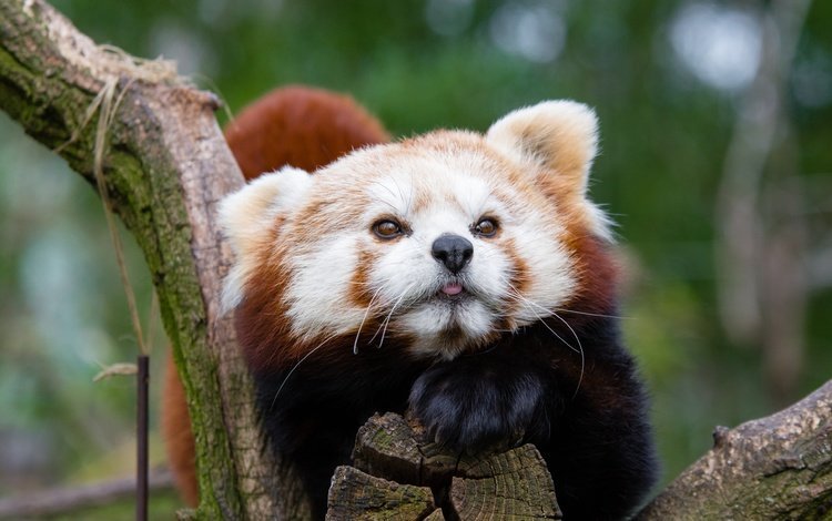 морда, животное, красная панда, малая панда, face, animal, red panda