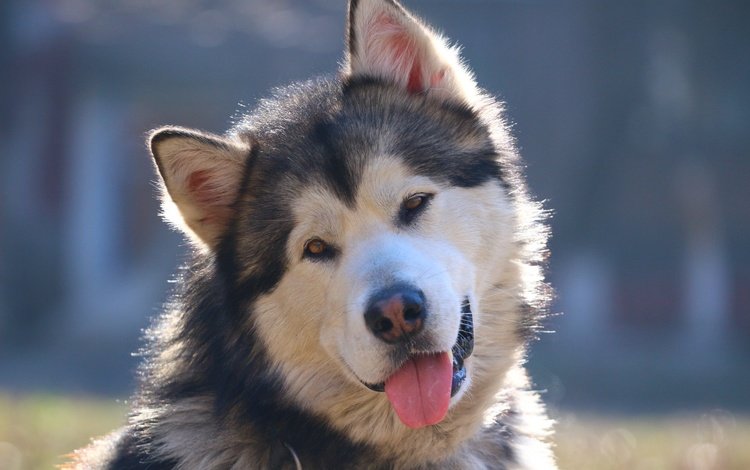морда, взгляд, собака, хаски, язык, маламут, аляскинский маламут, face, look, dog, husky, language, malamute, alaskan malamute
