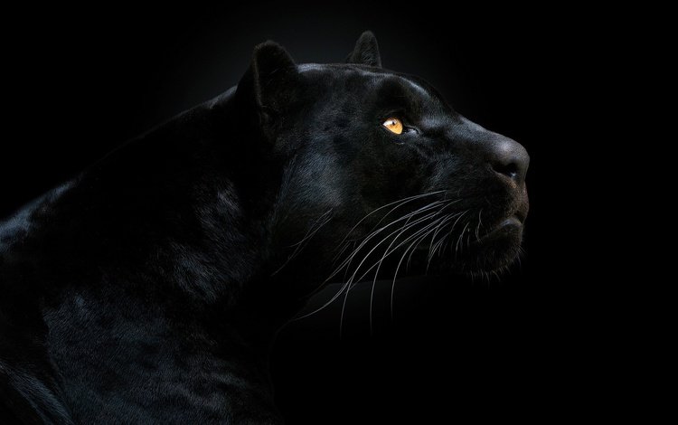 морда, взгляд, хищник, черный фон, пантера, чёрная пантера, face, look, predator, black background, panther, black panther