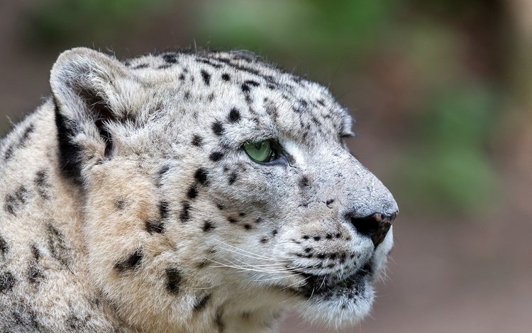 морда, взгляд, хищник, снежный барс, ирбис, face, look, predator, snow leopard, irbis