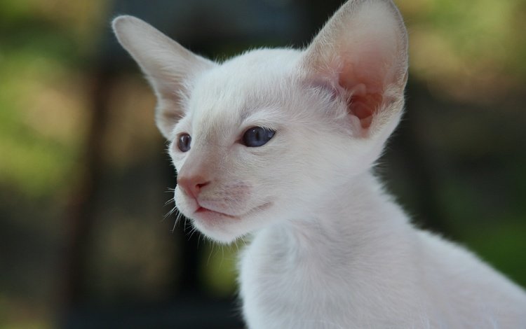 кот, мордочка, кошка, взгляд, уши, сиамская кошка, cat, muzzle, look, ears, siamese cat