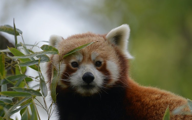 природа, листья, фон, мордочка, взгляд, красная панда, nature, leaves, background, muzzle, look, red panda