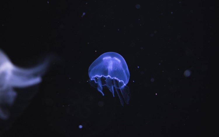 море, океан, медуза, подводный мир, sea, the ocean, medusa, underwater world