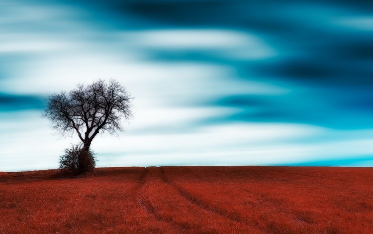 небо, трава, облака, дерево, поле, the sky, grass, clouds, tree, field