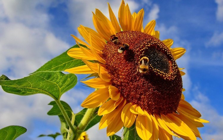 небо, насекомое, цветок, подсолнух, пчела, шмель, the sky, insect, flower, sunflower, bee, bumblebee