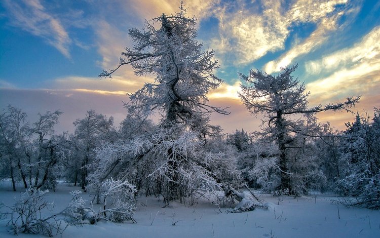 небо, облака, деревья, снег, зима, the sky, clouds, trees, snow, winter