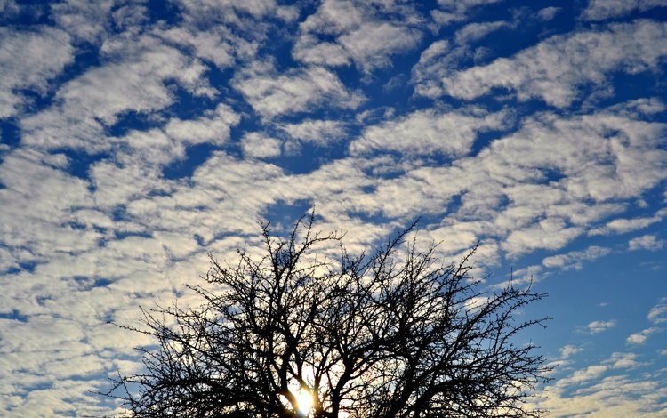небо, облака, солнце, дерево, the sky, clouds, the sun, tree