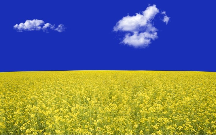 небо, цветы, облака, поле, рапс, the sky, flowers, clouds, field, rape