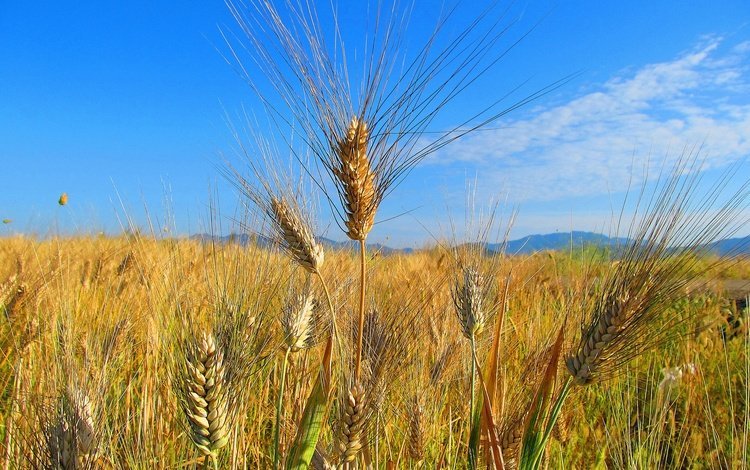 небо, облака, природа, поле, колосья, пшеница, the sky, clouds, nature, field, ears, wheat