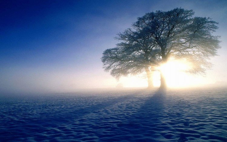 небо, свет, деревья, солнце, снег, природа, поле, тени, the sky, light, trees, the sun, snow, nature, field, shadows