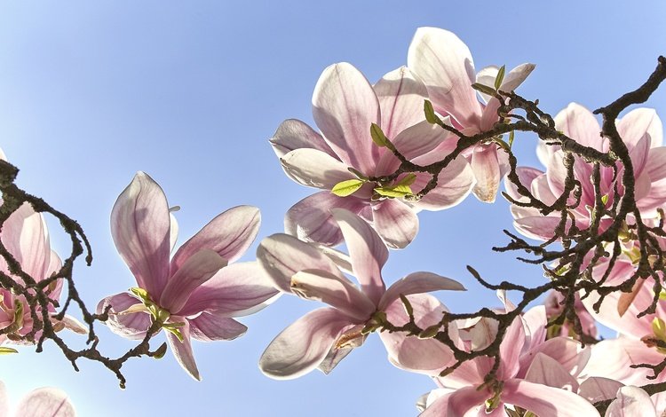 небо, цветение, ветки, весна, магнолия, the sky, flowering, branches, spring, magnolia