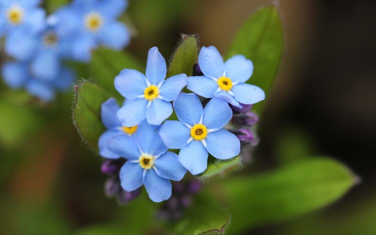 цветы, лепестки, незабудки, голубые, flowers, petals, forget-me-nots, blue