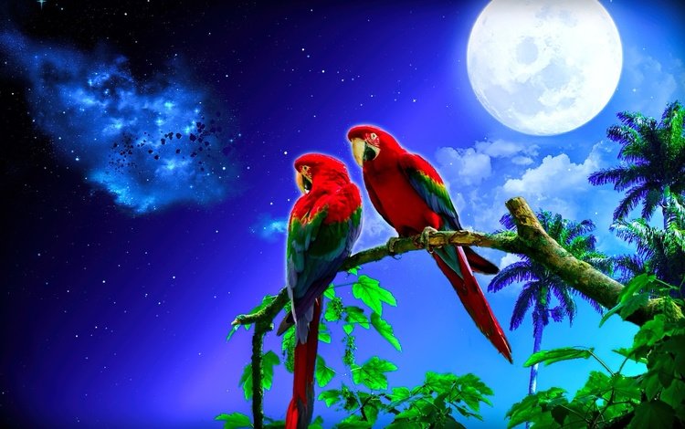 ночь, луна, птицы, клюв, перья, попугаи, night, the moon, birds, beak, feathers, parrots