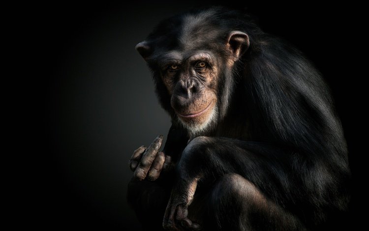 морда, взгляд, черный фон, обезьяна, жест, шимпанзе, face, look, black background, monkey, gesture, chimpanzees