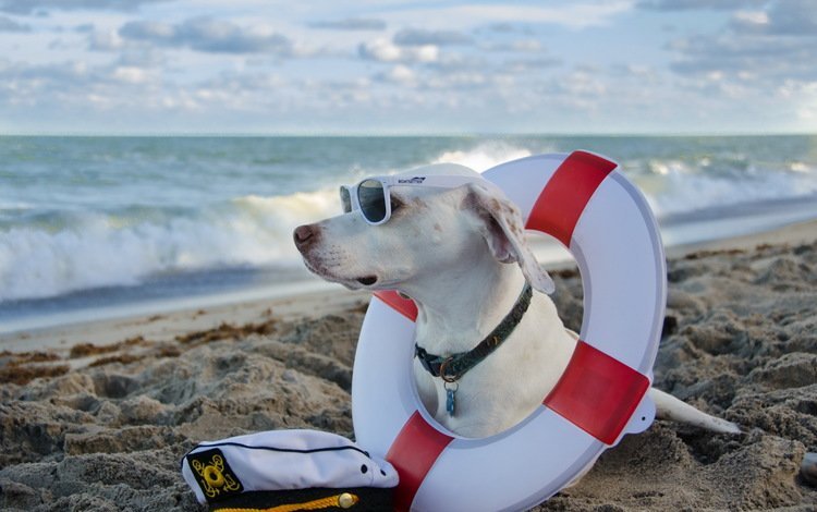 море, пляж, очки, собака, солнечные очки, дог, спасательный круг, sea, beach, glasses, dog, sunglasses, lifeline