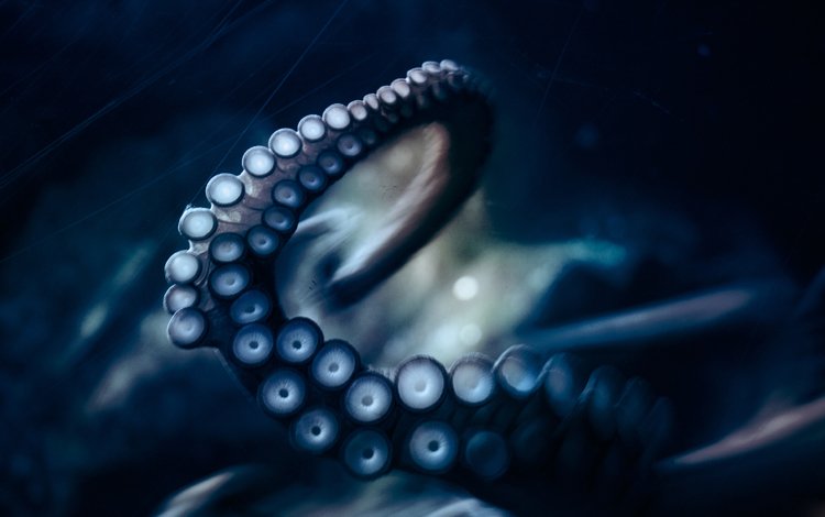 осьминог, под водой, щупальца, подводный мир, присоски, octopus, under water, tentacles, underwater world, sucker
