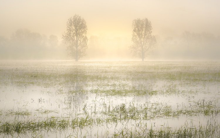 трава, деревья, вода, озеро, утро, туман, grass, trees, water, lake, morning, fog