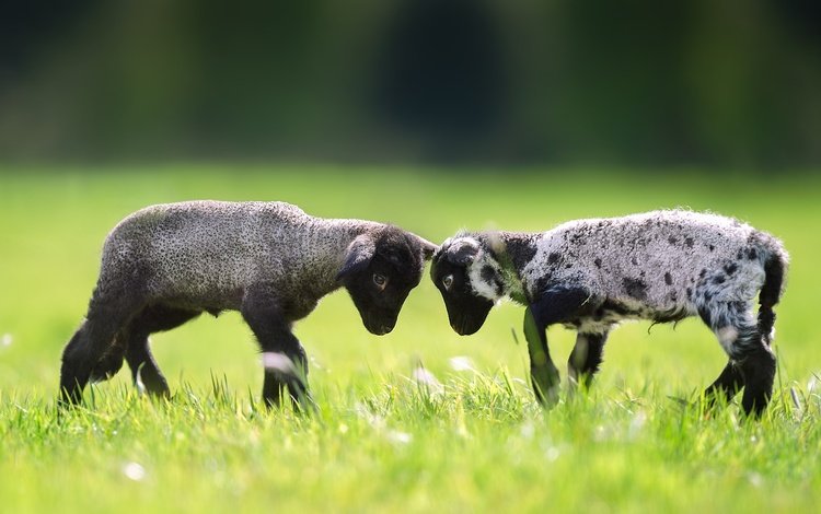 трава, пара, лужайка, баран, овца, барашки, grass, pair, lawn, ram, sheep, lambs