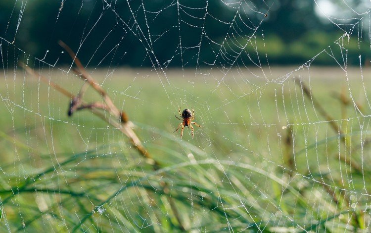 трава, природа, фон, паук, паутина, grass, nature, background, spider, web
