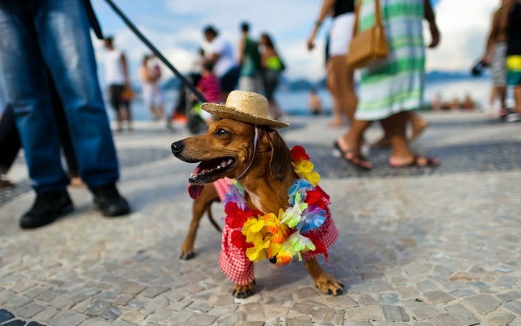 пляж, бразилия, такса, шляпа, рио-де-жанейро, карнавал, копакабана, beach, brazil, dachshund, hat, rio de janeiro, carnival, copacabana