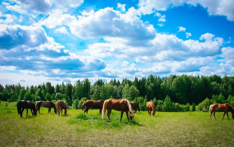 небо, трава, облака, деревья, поле, лошади, кони, the sky, grass, clouds, trees, field, horse, horses