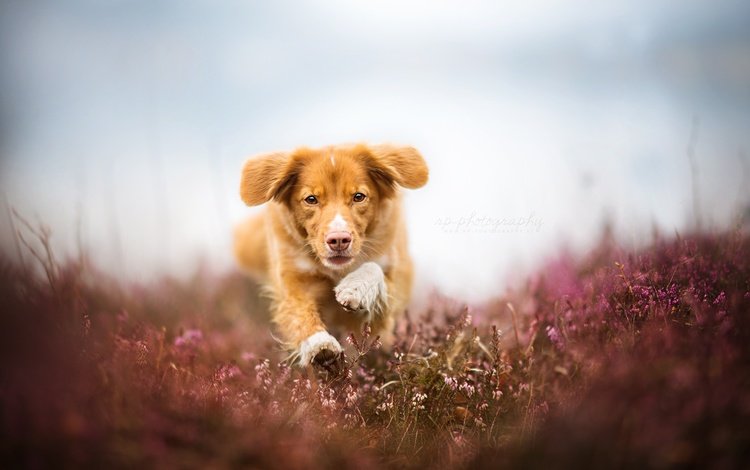 глаза, цветы, мордочка, поле, взгляд, собака, бег, eyes, flowers, muzzle, field, look, dog, running