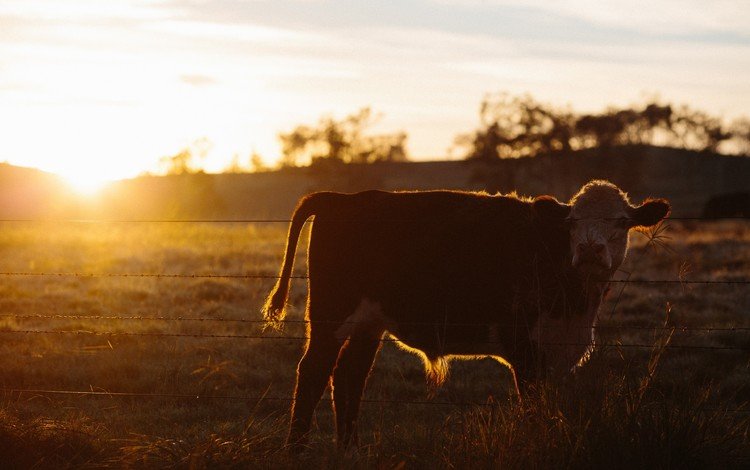 природа, закат, поле, корова, телёнок, nature, sunset, field, cow, calf