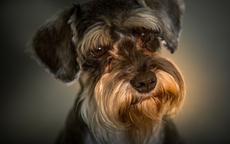 портрет, взгляд, собака, мордашка, цвергшнауцер, portrait, look, dog, face, the miniature schnauzer