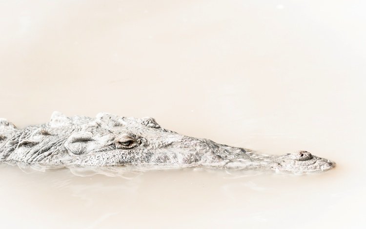 вода, природа, фон, крокодил, water, nature, background, crocodile
