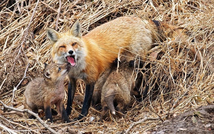 природа, фон, лисица, лисята, лисы, nature, background, fox, cubs