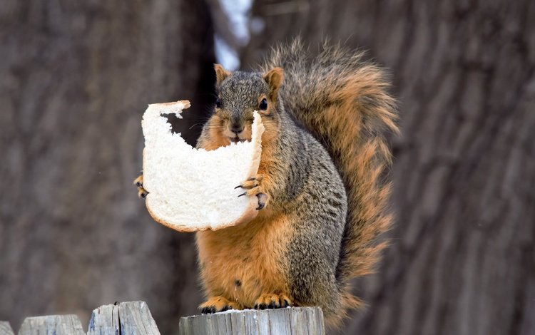 природа, хлеб, животное, белка, хвост, белочка, грызун, хлебная корка, nature, bread, animal, protein, tail, squirrel, rodent, bread crust